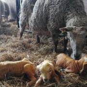 One of the sets of lamb quads born at Roves Farm