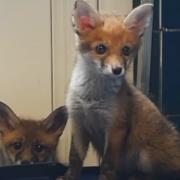 RSPCA Oak and Furrows issues warning as it begins to release rescued fox cubs