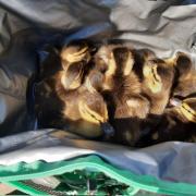 Police on the M4 near Swindon rescued nine ducklings.