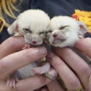 Keepers at Longleat Safari Park are hand-rearing two baby fennec foxes
