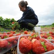 Strawberries 'will become a rarity' next year - New Brexit warning over fruit and veg supply