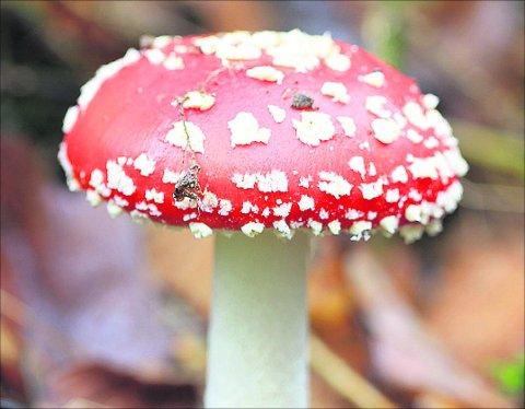 Swindon Advertiser's readers get snap happy when they are out and about
Fly Agaric fungi found in a wood near Baydon
Picture: Derek Ricketts