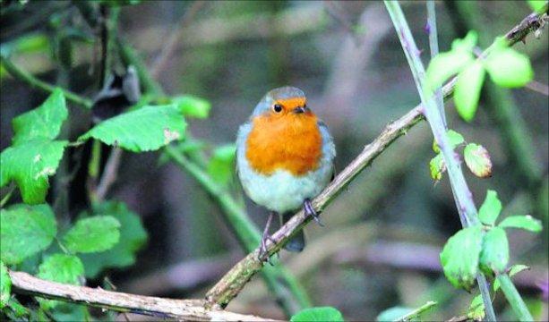 Swindon Advertiser's readers get snap happy when they are out and about
Christmas Robin
 Picture: William Bryan