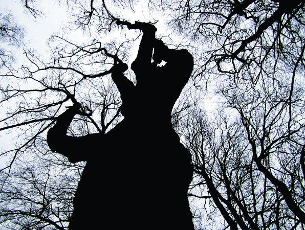 Swiindon Advertiser readers photographs.
Silhouetted trees in the Town Gardens
Picture:Lucy Taylor