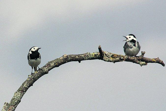 Swiindon Advertiser readers photographs A pair of pied wagtails having a chat
Picture: Neil Herbert