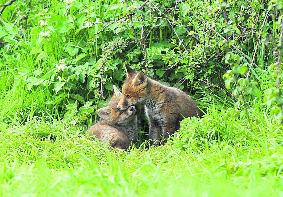Swiindon Advertiser readers photographs
Fox cubs playing in the fields
Picture: Stacy Woolhouse
