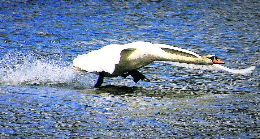 Swiindon Advertiser readers photographs
Ready for take off... A swan at Coate Water 
Picture: Kevin John Stares