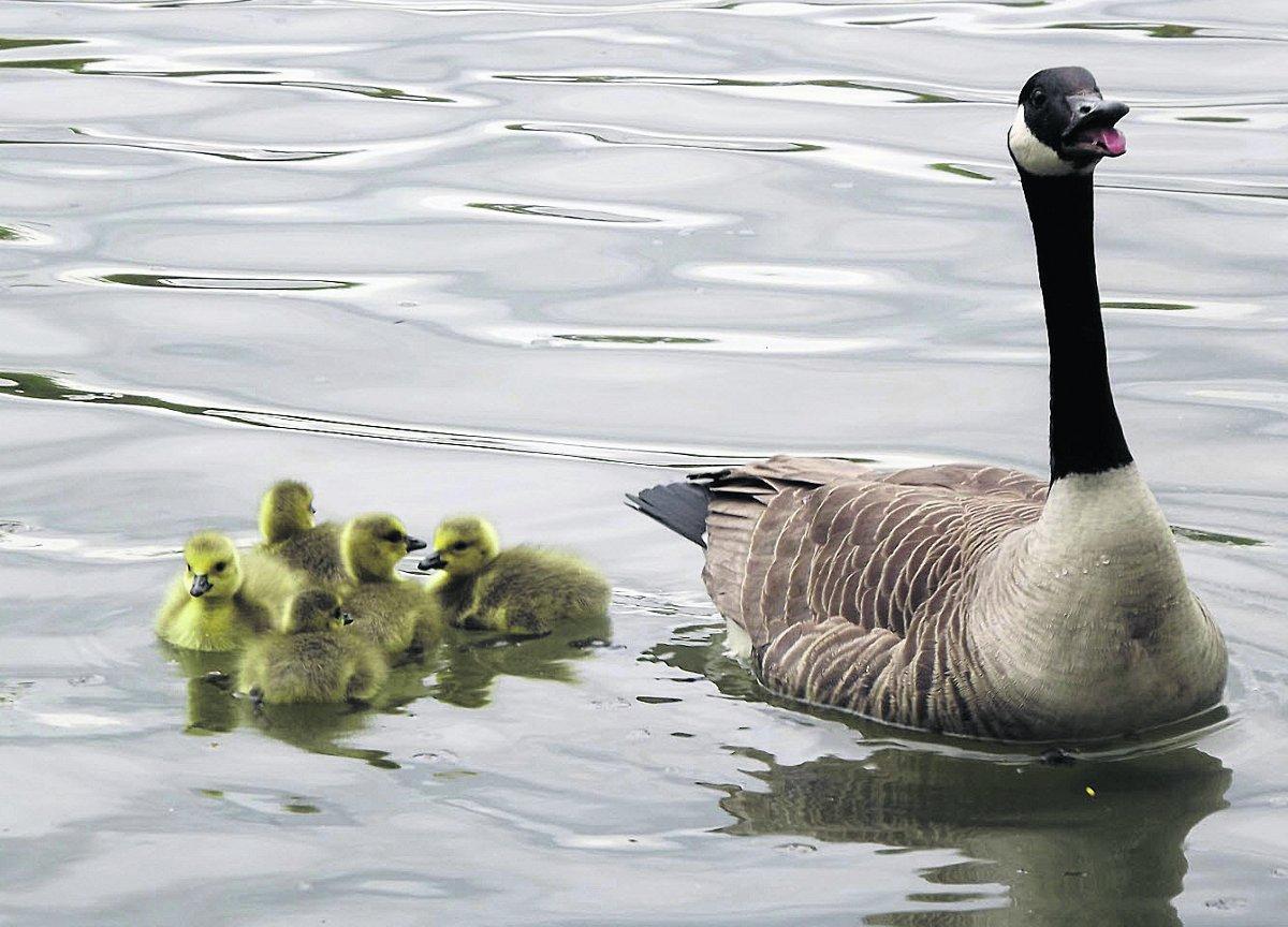 Swiindon Advertiser readers photographs
Follow me...a mother goose and her goslings at Liden Lagoon Picture: Baz  Fisher