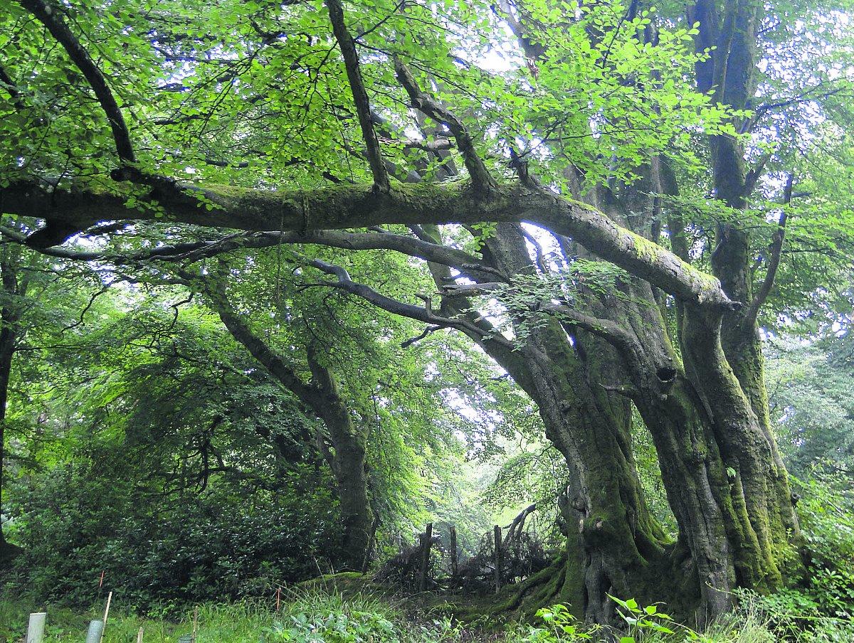 Swiindon Advertiser readers photographs
 A woodland scene  
Picture: Maureen Skinner 