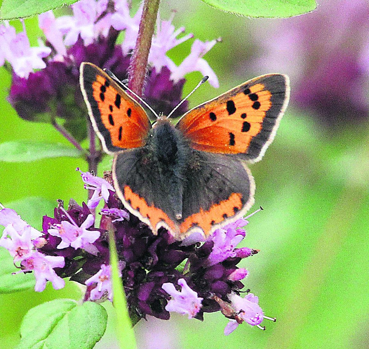 Swiindon Advertiser readers photographs
A small copper butterfly  Picture: Neil Herbert