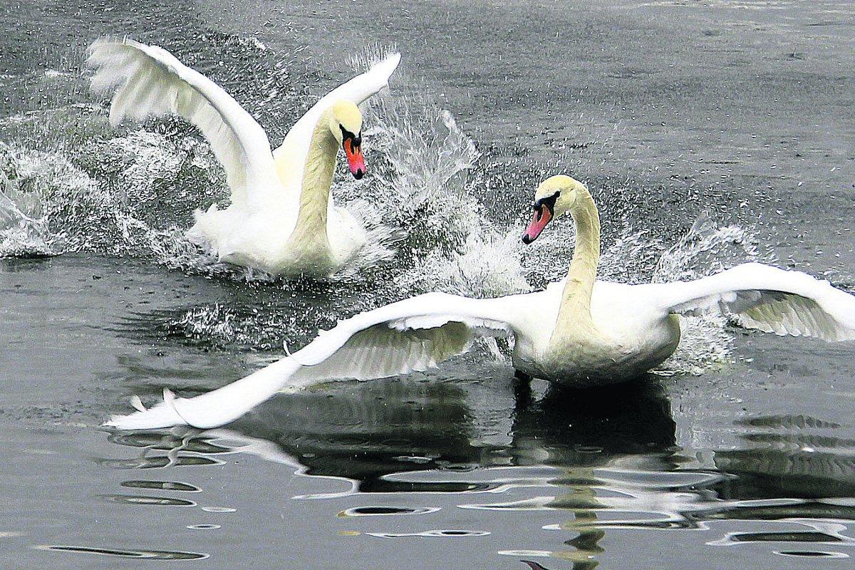 Swiindon Advertiser readers photographs
Young swans squabbling at Coate Water 
Picture: KEVIN JOHN STARES
