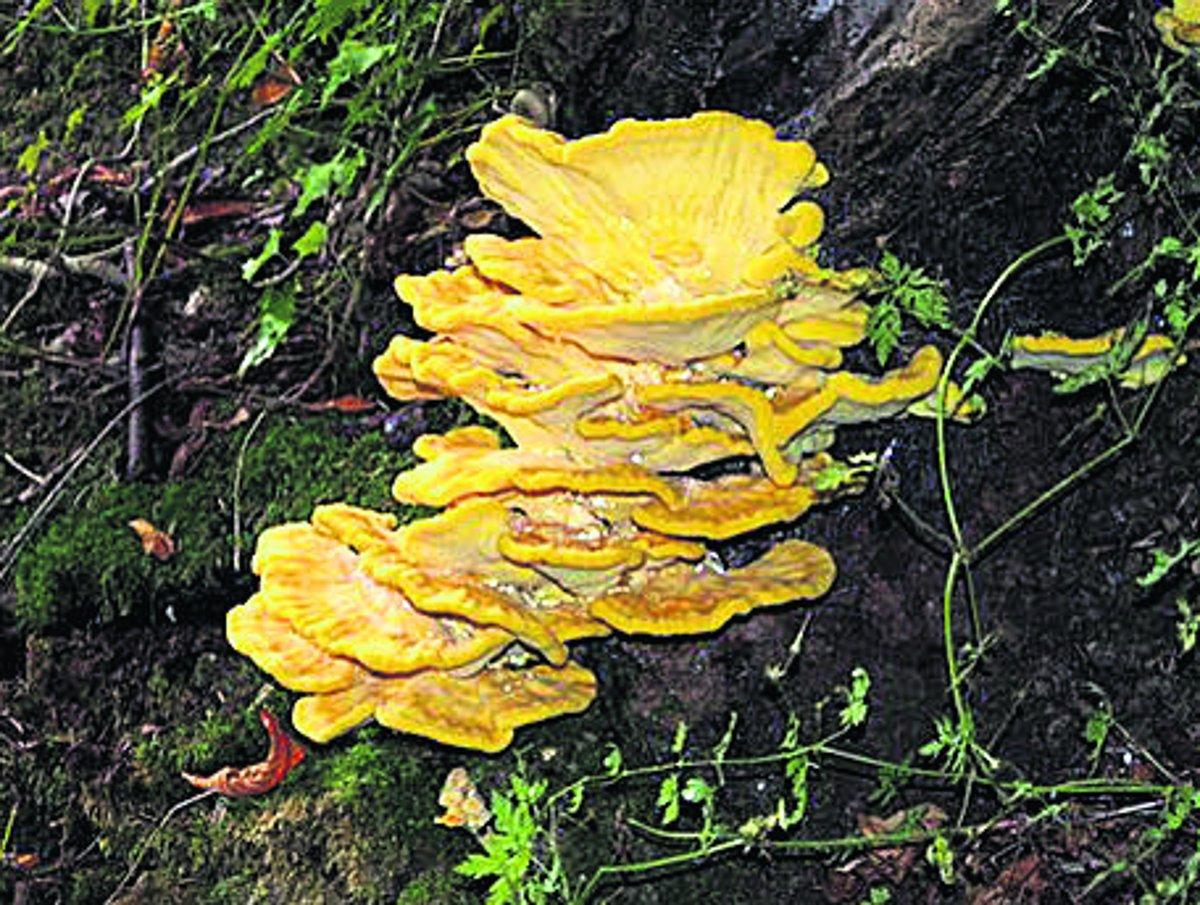 Swiindon Advertiser readers photographs
Fungus pictured at Stanton Woods 
Picture: Martyn Jelley 