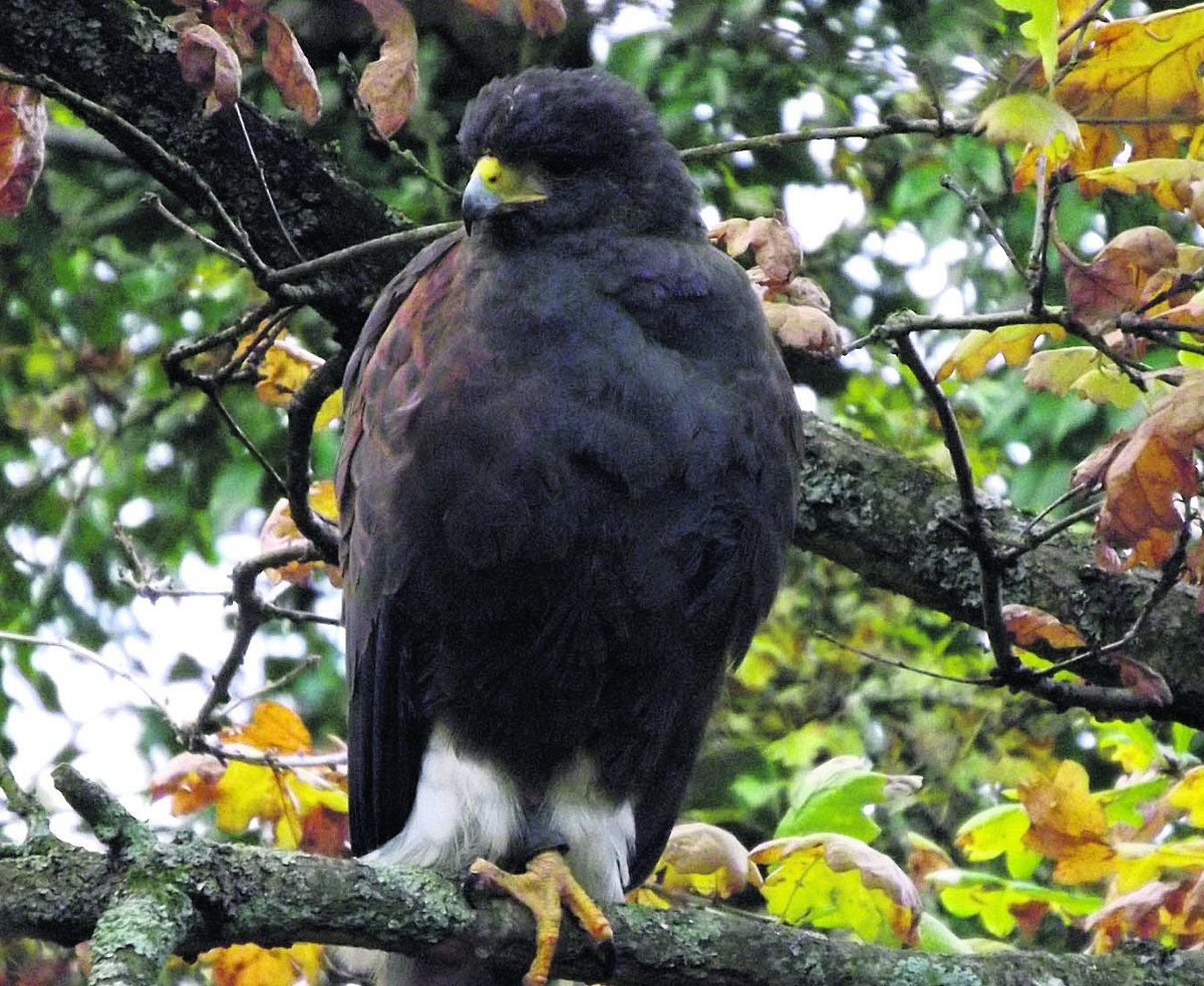 Swiindon Advertiser readers photographs
A buzzard taken in Kings Wood Farm Nature reserve Wroughton 
Picture: Graham Lawrence