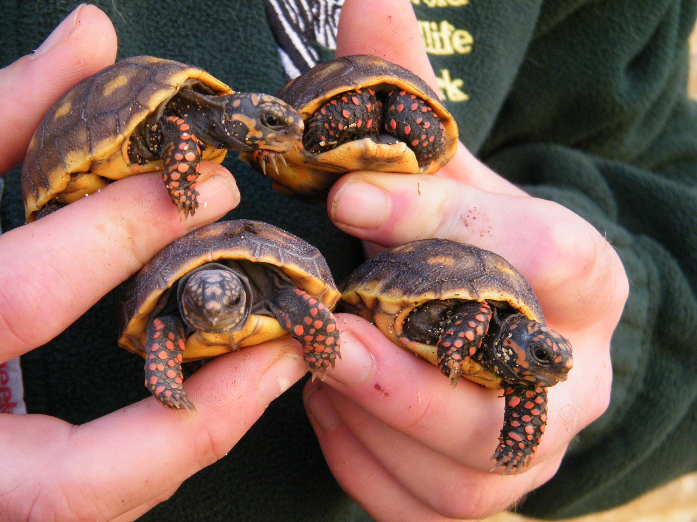 Baby Tortoises Spring A Surprise At Wildlife Park Swindon Advertiser