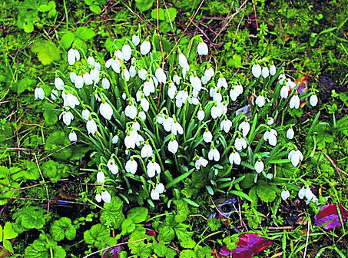 Swiindon Advertiser readers photographs
The snowdrops are out – is spring round the corner?
Picture: Martyn Jelley
