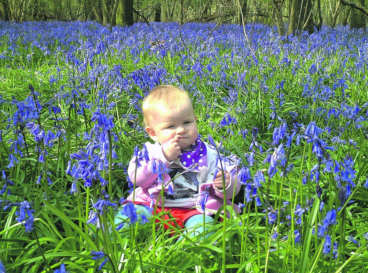 Swiindon Advertiser readers photographs
Bethany, aged 10 months, enjoying the bluebells in a wood near Hook.
Picture: ALEX DIXON
