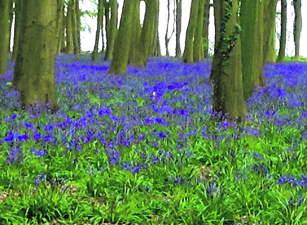 Swiindon Advertiser readers photographs
The bluebells at Coleshill. Picture:
 LYNNE HARPER