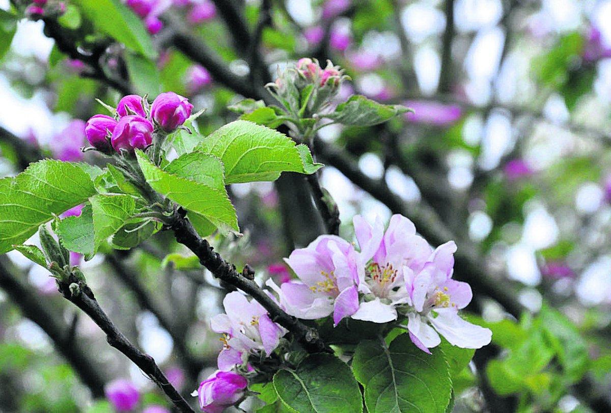 Swiindon Advertiser readers photographs
Apple blossom blooming in the garden

Picture: KEN MUMFORD