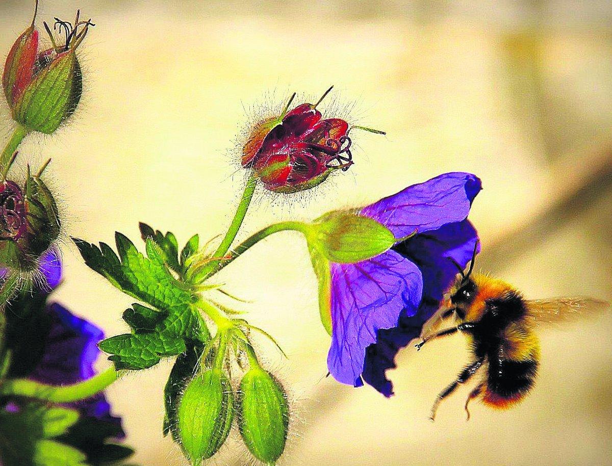 Swiindon Advertiser readers photographs

Bumblebee flying in to land on a 
wild blue geranium 
Picture: KEVIN JOHN STARES