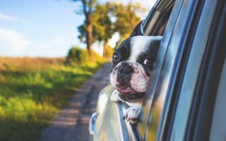Highway Code: UK drivers could face £5,000 for driving with dog in the car. (Canva)