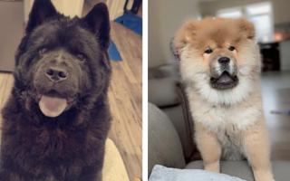 Chow Chows Medusa and Bear are among our Perfect Pets competition finalists