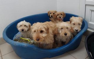 Six puppies on the day they arrived at Bath Cats and Dogs Home