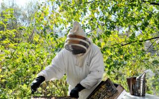 Swindon Beekeeper Stephen Greenaway. Picture: Dave Cox