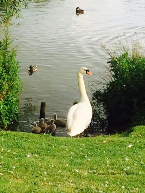 Swan and cygnets on Peatmoor Lake 
Picture: JANICE OLIVER