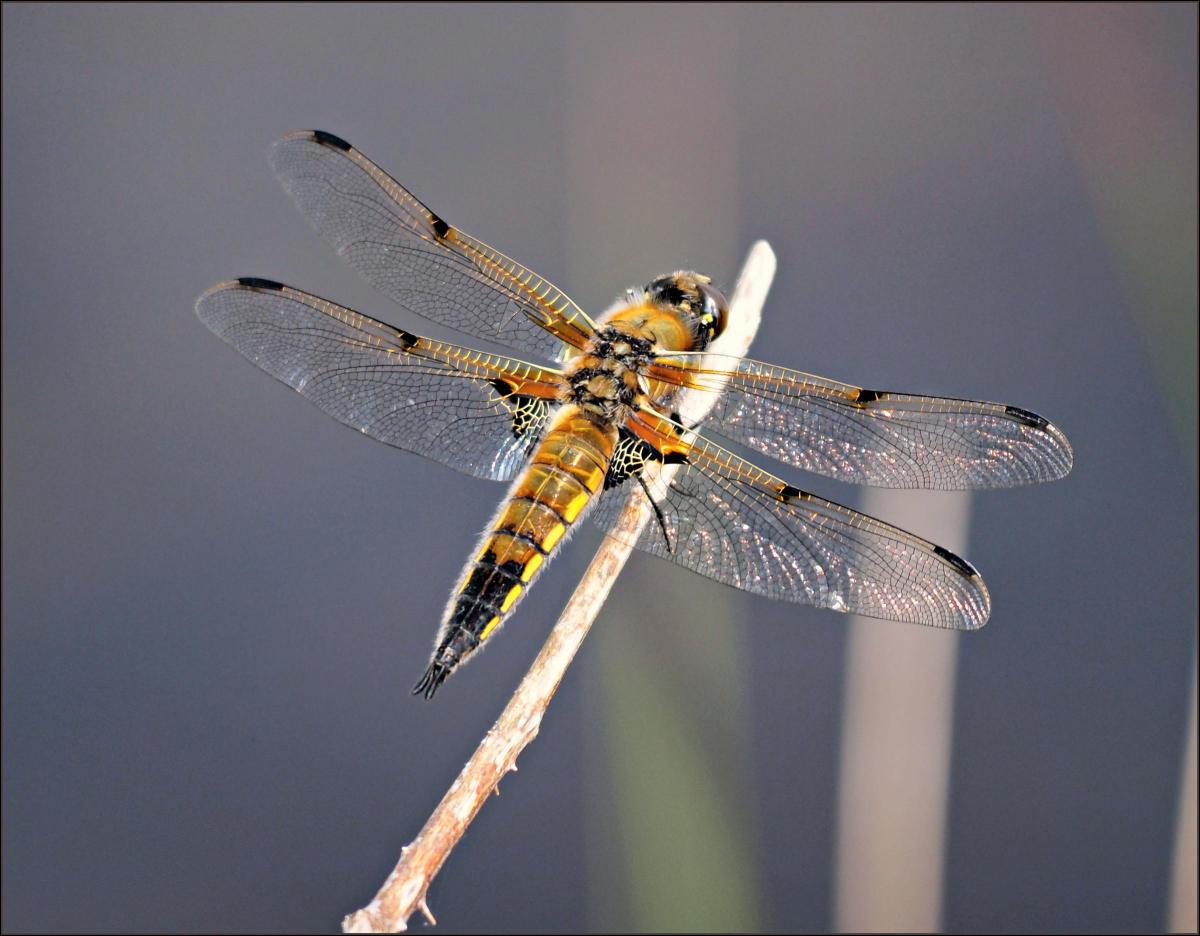 A dragonfly                                                    Picture: MARTYN JELLEY