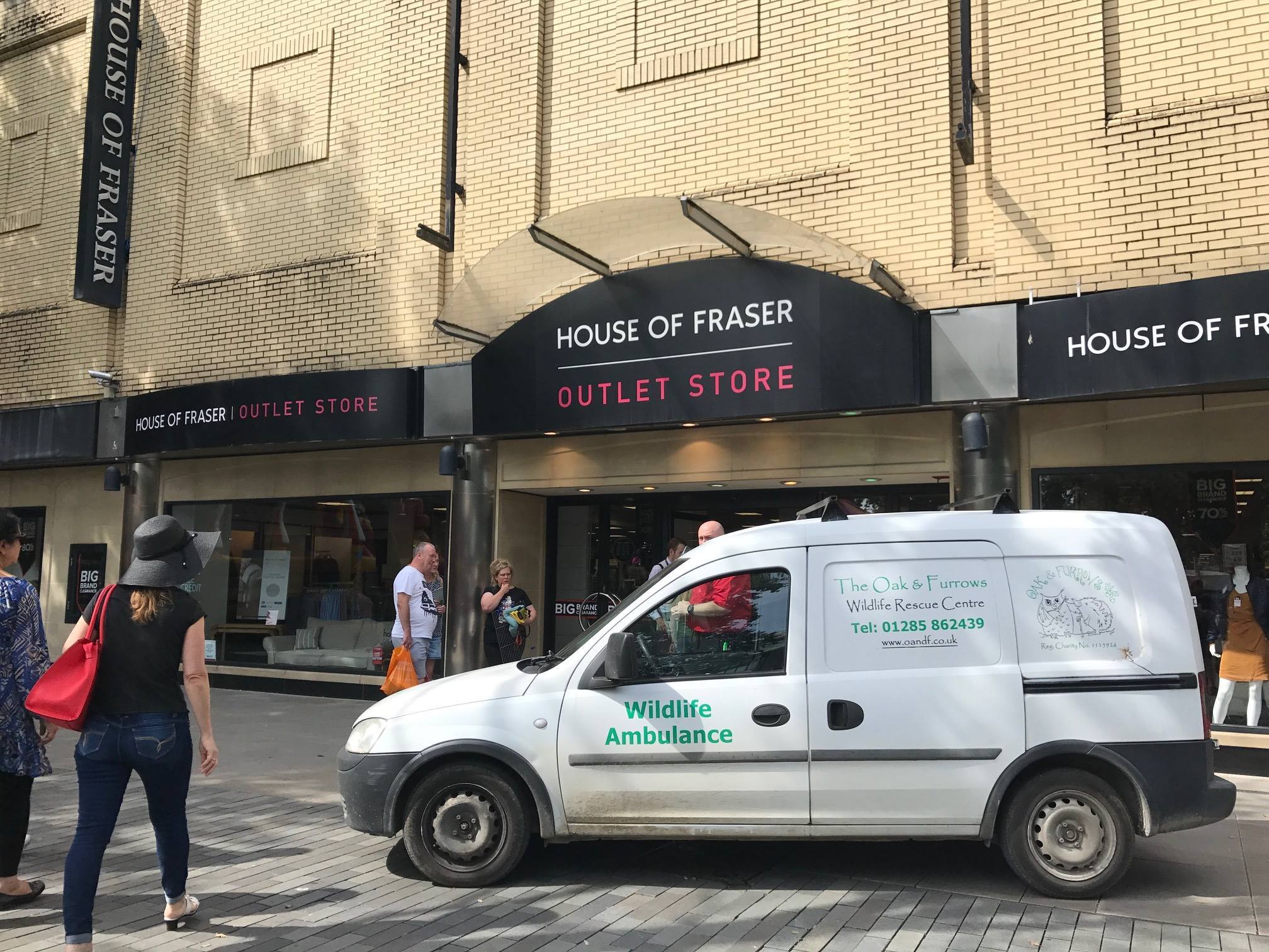 Fox Which Fell Through Ceiling Sparking House Of Fraser Evacuation